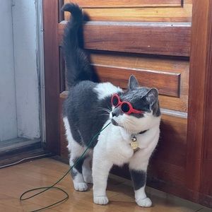 Cat glasses